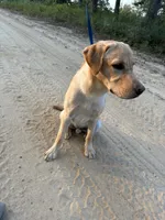 Rex, a male Labrador Retriever for sale in Albany, GA – 8 of 10