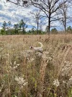 Sue, a female English Setter for sale in Albany, GA – 7 of 7