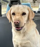 George, a male Labrador Retriever for sale in Albany, GA – 2 of 8
