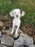 Sue, a female English Setter for sale in Albany, GA – 6 of 7