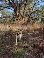 Stuart, a male Labrador Retriever for sale in Albany, GA – Photo 7 of 7