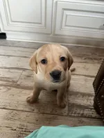 Stuart, a male Labrador Retriever for sale in Albany, GA – Photo 2 of 7