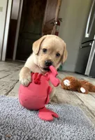Stuart, a male Labrador Retriever for sale in Albany, GA – Photo 3 of 7