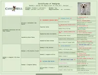 Stuart, a male Labrador Retriever for sale in Albany, GA – Photo 5 of 7