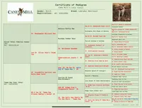 Stuart, a male Labrador Retriever for sale in Albany, GA – Photo 4 of 7