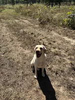 George, a male Labrador Retriever for sale in Albany, GA – 5 of 8