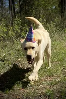 George, a male Labrador Retriever for sale in Albany, GA – 6 of 8
