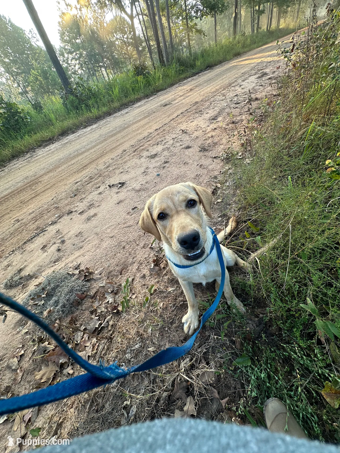 Rex, a male Labrador Retriever for sale in Albany, GA – 1 of 10