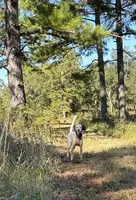 Sue, a female English Setter for sale in Albany, GA – 2 of 7