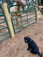 Dakota, a female Labrador Retriever for sale in Albany, GA – 5 of 5