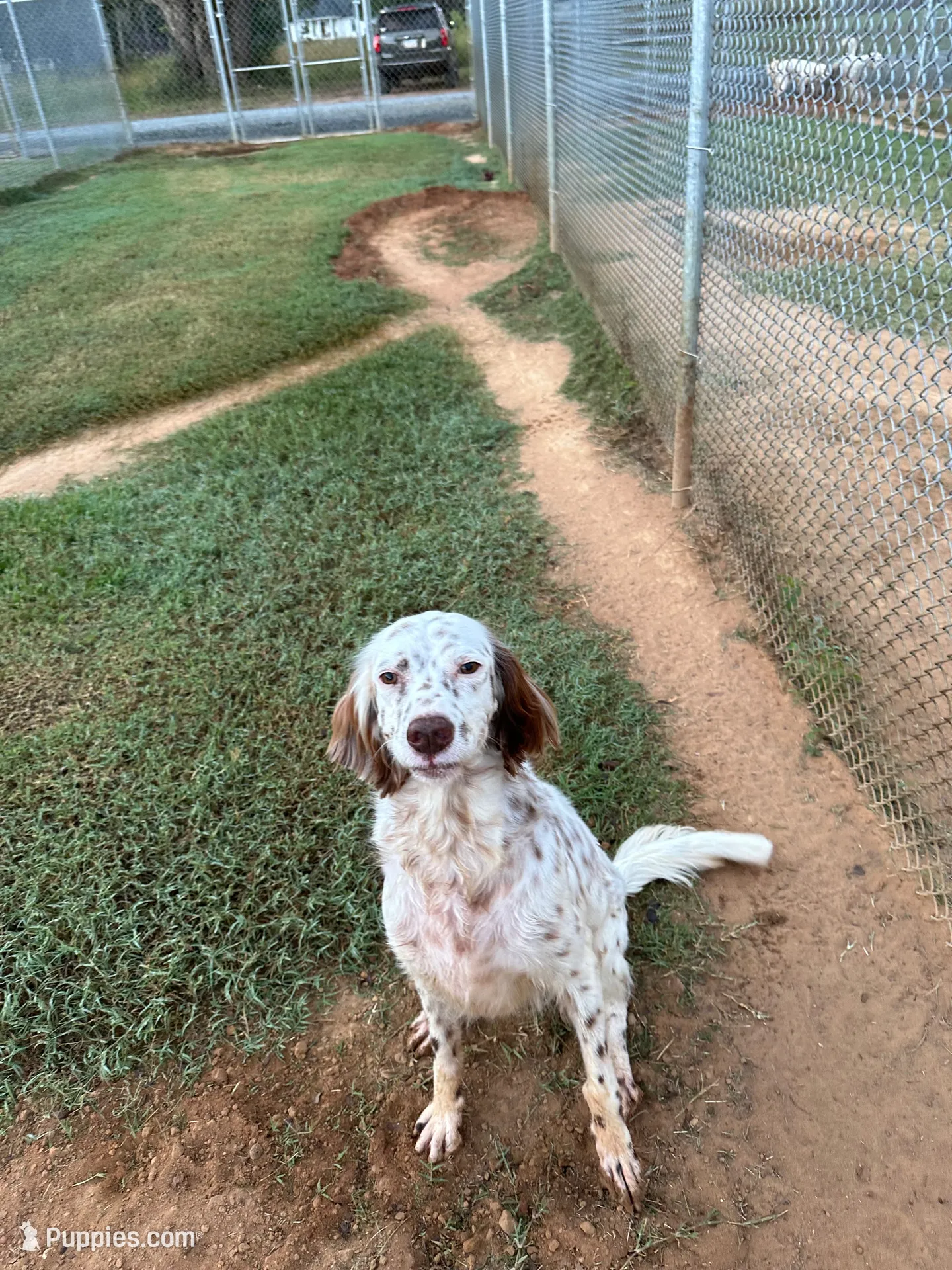 Sue, a female English Setter for sale in Albany, GA – 3 of 7