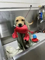 Rex, a male Labrador Retriever for sale in Albany, GA – 7 of 10