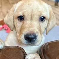 Rex, a male Labrador Retriever for sale in Albany, GA – Photo 1 of 10