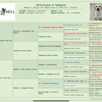 Rex, a male Labrador Retriever for sale in Albany, GA – Photo 9 of 10