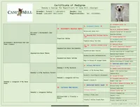 Rex, a male Labrador Retriever for sale in Albany, GA – Photo 9 of 10