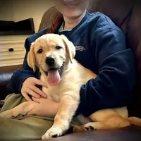 Rex, a male Labrador Retriever for sale in Albany, GA – Photo 5 of 10