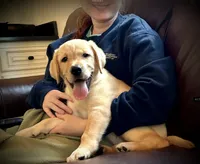 Rex, a male Labrador Retriever for sale in Albany, GA – Photo 5 of 10