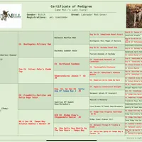 Rex, a male Labrador Retriever for sale in Albany, GA – Photo 10 of 10