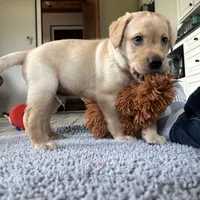 Rex, a male Labrador Retriever for sale in Albany, GA – Photo 7 of 10