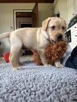 Rex, a male Labrador Retriever for sale in Albany, GA – Photo 7 of 10