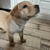 Rex, a male Labrador Retriever for sale in Albany, GA – Photo 8 of 10