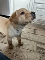 Rex, a male Labrador Retriever for sale in Albany, GA – Photo 8 of 10