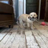 Rex, a male Labrador Retriever for sale in Albany, GA – Photo 4 of 10