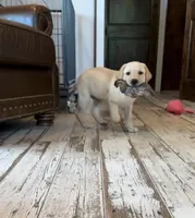 Rex, a male Labrador Retriever for sale in Albany, GA – Photo 4 of 10