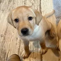 Rex, a male Labrador Retriever for sale in Albany, GA – Photo 3 of 10