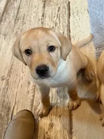 Rex, a male Labrador Retriever for sale in Albany, GA – Photo 3 of 10