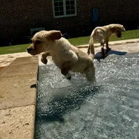 Rex, a male Labrador Retriever for sale in Albany, GA – Photo 2 of 10