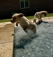 Rex, a male Labrador Retriever for sale in Albany, GA – Photo 2 of 10