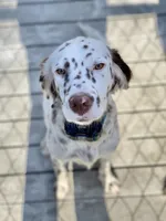 Sue, a female English Setter for sale in Albany, GA – 1 of 7