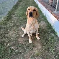 Cash, a male Labrador Retriever for sale in Albany, GA – Photo 1 of 7