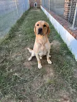 Cash, a male Labrador Retriever for sale in Albany, GA – Photo 1 of 7