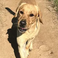 Cash, a male Labrador Retriever for sale in Albany, GA – Photo 6 of 7