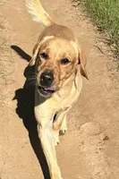 Cash, a male Labrador Retriever for sale in Albany, GA – Photo 6 of 7