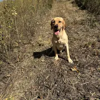 Cash, a male Labrador Retriever for sale in Albany, GA – Photo 5 of 7