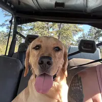 Cash, a male Labrador Retriever for sale in Albany, GA – Photo 4 of 7
