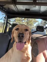 Cash, a male Labrador Retriever for sale in Albany, GA – Photo 4 of 7