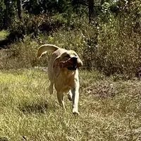 Cash, a male Labrador Retriever for sale in Albany, GA – Photo 3 of 7