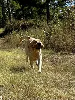 Cash, a male Labrador Retriever for sale in Albany, GA – Photo 3 of 7
