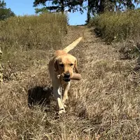 Cash, a male Labrador Retriever for sale in Albany, GA – Photo 2 of 7