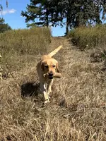 Cash, a male Labrador Retriever for sale in Albany, GA – Photo 2 of 7