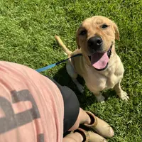 Cash, a male Labrador Retriever for sale in Albany, GA – Photo 7 of 7