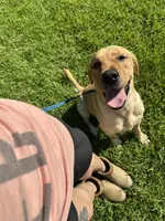 Cash, a male Labrador Retriever for sale in Albany, GA – Photo 7 of 7