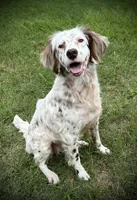 Sue, a female English Setter for sale in Albany, GA – 2 of 9