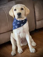George, a male Labrador Retriever for sale in Albany, GA – 7 of 8