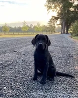 Dakota, a female Labrador Retriever for sale in Albany, GA – 4 of 5