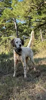 Sue, a female English Setter for sale in Albany, GA – 4 of 7